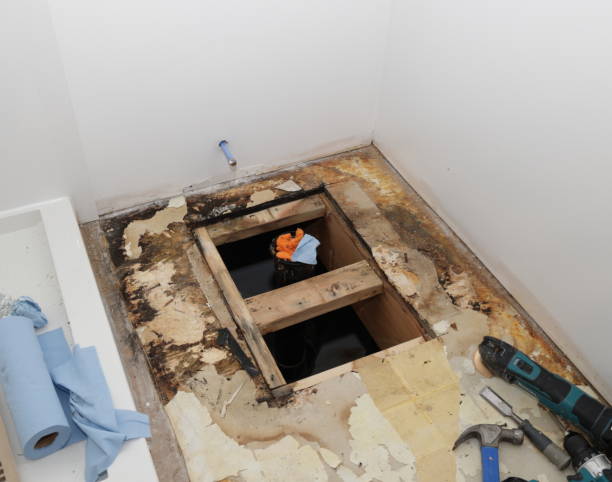 Best Insurance-Related Mold Remediation in Luck, WI